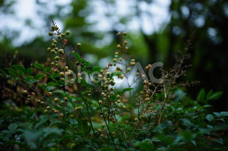 雨粒に濡れる植物 雨粒,植物,水滴の写真素材