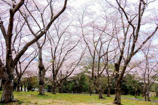 兵庫県立播磨中央公園桜の園 兵庫県立播磨中央公園桜の園の写真