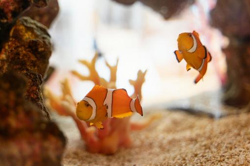 泳ぐカクレクマノミの姿② クマノミ,カクレクマノミ,魚の写真素材