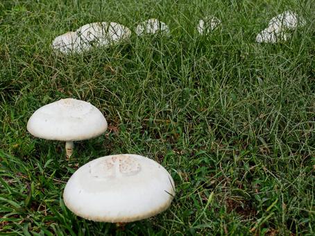 毒きのこ？発見 白色,緑色,きのこの写真素材