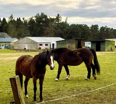 スコットランドの馬 スコットランドの馬 馬,家畜,ぼくじょうの写真素材