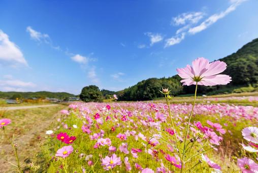 Cosmos in Sakaharacho, Nara, JPG