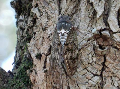 【昆虫写真】アブラゼミ（油蝉）の写真