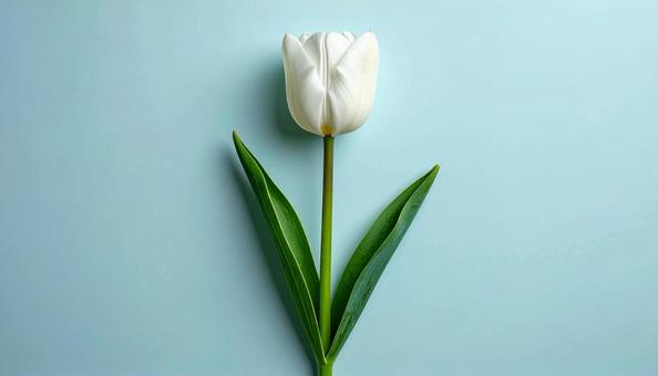 一輪のチューリップの花 一輪のチューリップの花の写真