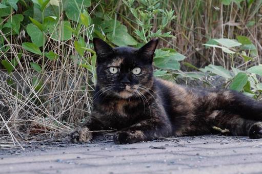 ねこ ねこの写真