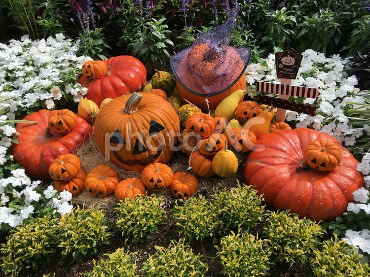 ハロウィンの飾り（三島市立公園楽寿園） ハロウィン,かぼちゃ,イベントの写真素材