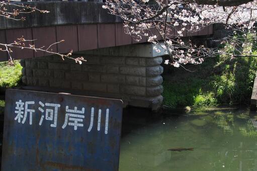 新河岸川 新河岸川の写真