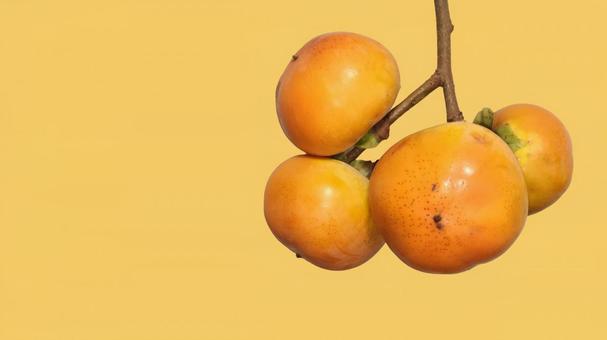 柿の実 柿の実 柿,アップ,psdの写真素材