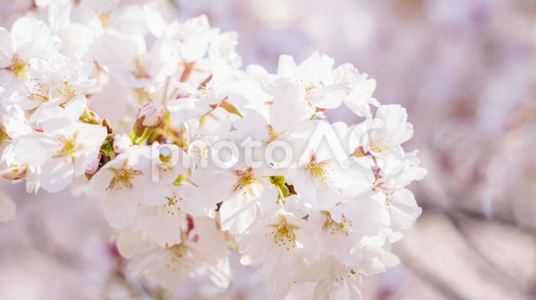 桜の花 クローズアップ 春 白 桜,花,春の写真素材