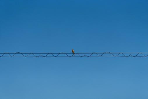 電線に止まって辺りの様子を伺うモズ モズ,冬鳥,野鳥の写真素材