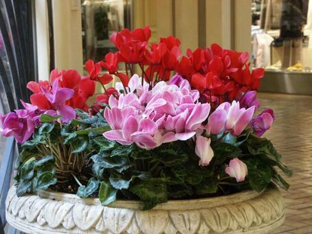 シクラメン　Cyclamen　咲く風景 シクラメン,楽しい,美しいの写真素材