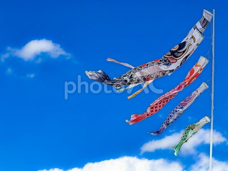青空とこいのぼり 鯉のぼり,青空,こどもの日の写真素材