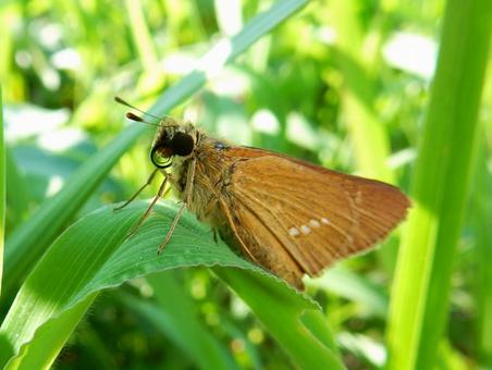 【昆虫写真】イチモンジセセリ イチモンジセセリ,一文字挵,昆虫の写真素材