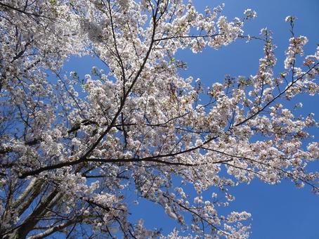 Photo, april, cherry blossoms, petal, 