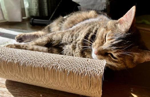 猫 猫,ネコ,catの写真素材