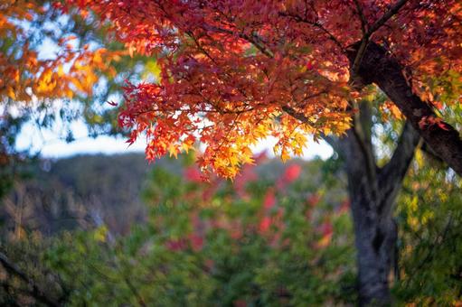 逆光に輝く秋の紅葉 紅葉,秋,カエデの写真素材