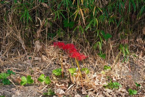 草陰でひっそりと咲く美しい彼岸花 草陰でひっそりと咲く美しい彼岸花 彼岸花,曼珠沙華,草花の写真素材