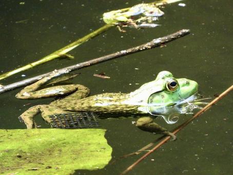 茎につかまるウシガエル 茎につかまるウシガエルの写真