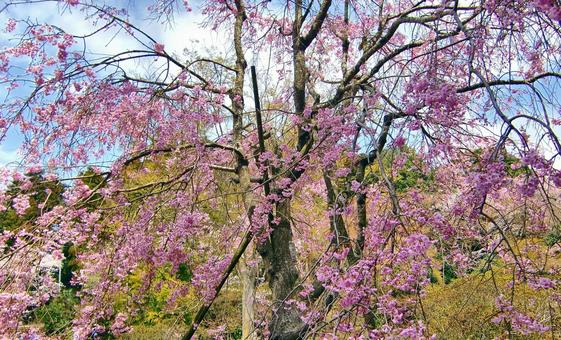 清水公園の桜-123 清水公園の桜-123の写真