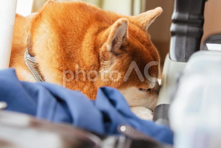按摩器の陰で気持ち良さそうに眠る柴犬 柴犬,しばいぬ,日本犬の写真素材