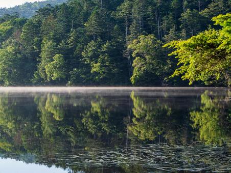 白駒池の朝もや 白駒池,朝もや,北八ヶ岳の写真素材