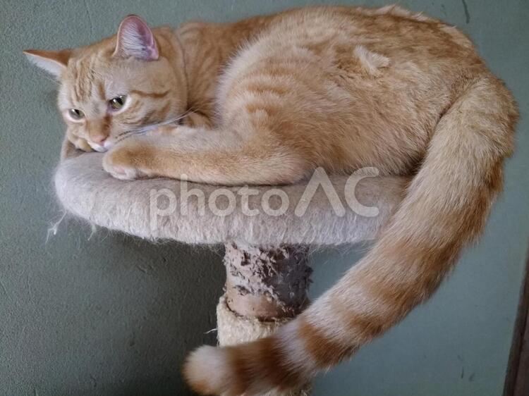 見据える猫 ふわふわ,ペット,動物の写真素材