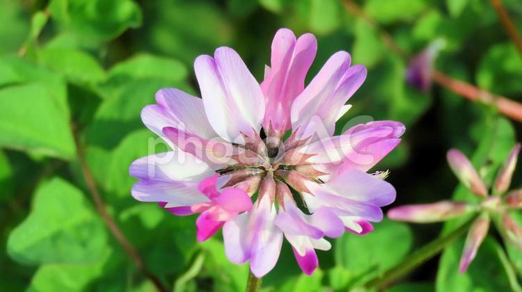 春の田んぼで花咲くレンゲソウ 蓮華草,花,春の写真素材