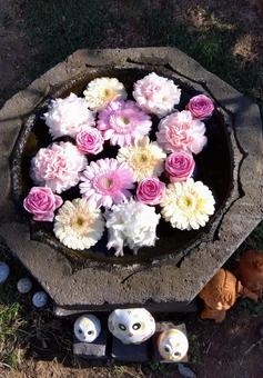 優しい時間 優しい時間 花,ピンク,癒やしの写真素材