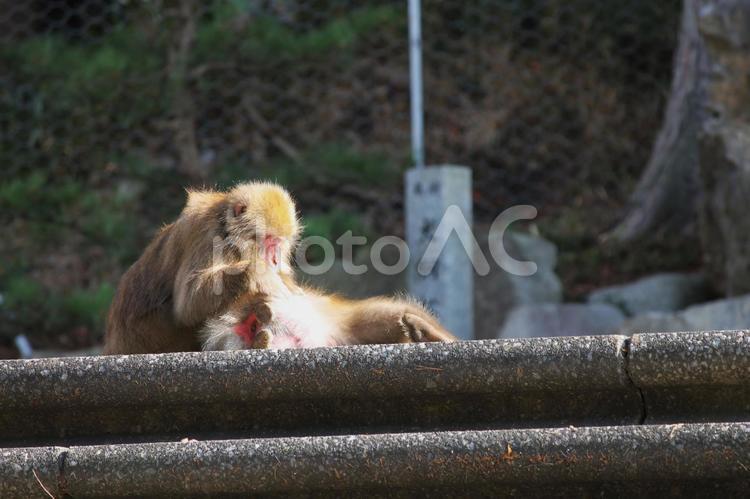 道端で毛繕いをする猿です 猿,毛繕い,野生動物の写真素材