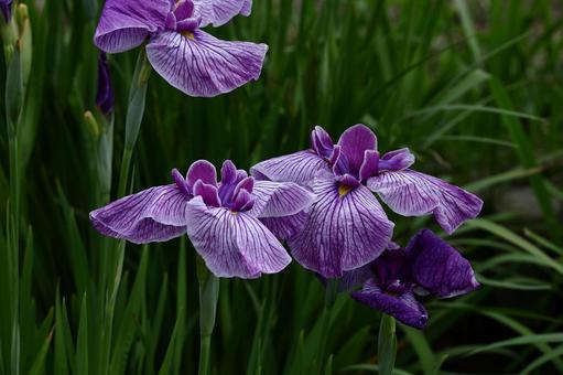 凛として優雅に咲く 凛として優雅に咲く 花菖蒲,花,アヤメ科の植物の写真素材