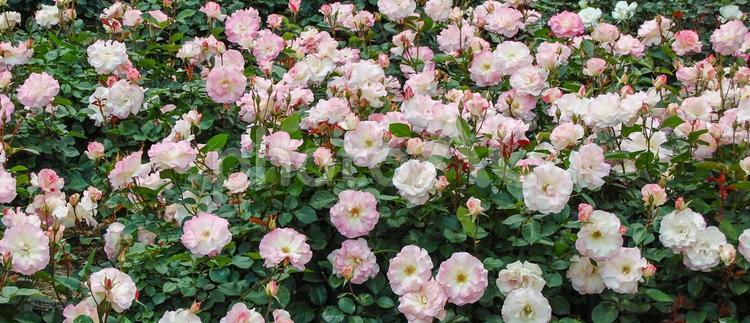 ピンクと白色の薔薇たち 薔薇,花,ピンクの写真素材