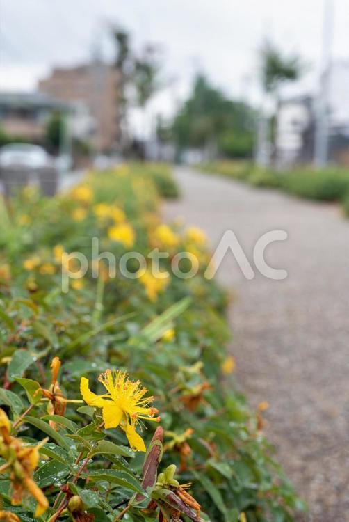 雨の日の植物　オトギリソウ　歩道 雨,梅雨,植物の写真素材