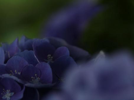 紫陽花 オリジナル 4:3 紫,薄紫,紫陽花の写真素材