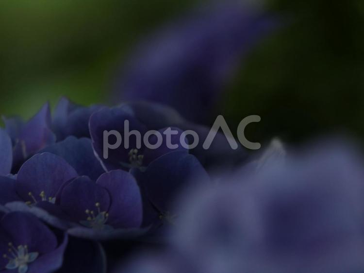 紫陽花 [無加工]版 縦横4:3 紫,薄紫,無修正の写真素材
