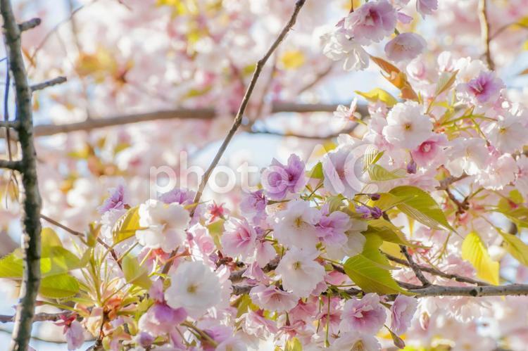 桜の花（八重桜） 桜,八重桜,八重の写真素材