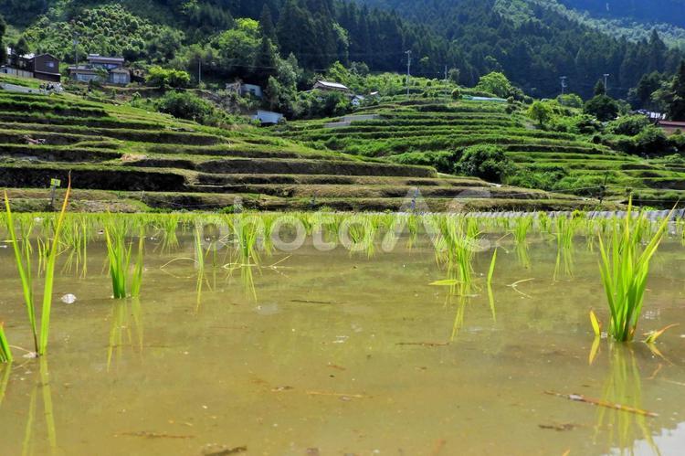 棚田の田植え 稲作,水,風景の写真素材