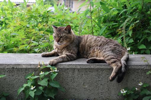 コンクリートの上に横たわるトラ猫 コンクリートの上に横たわるトラ猫の写真