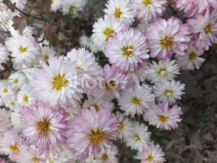 アスター　白とピンク色 アスター,菊,キクの写真素材