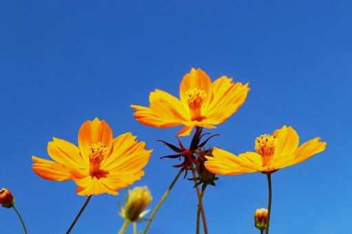 キバナコスモス5の写真