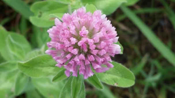 Photo, close-up, popular, a flower, 