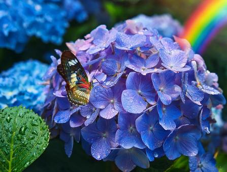紫陽花と蝶 紫陽花と蝶の写真