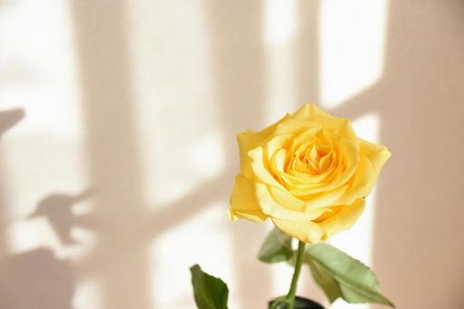 黄色いばらの写真