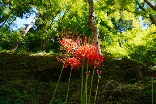 森林の中に咲く彼岸花 森林の中に咲く彼岸花の写真