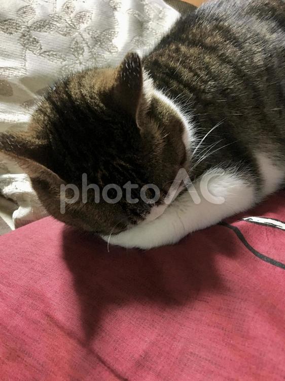 顔を隠して寝る猫 猫,眠る,顔を隠すの写真素材