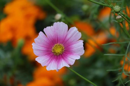 ピンク色の花びらの秋桜の花のアップ ピンク色の花びらの秋桜の花のアップの写真