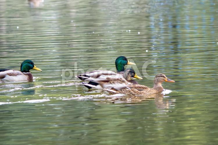 マガモの群れ マガモ,カモ,野鳥の写真素材