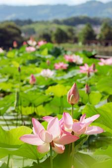 蓮の花 蓮の花の写真
