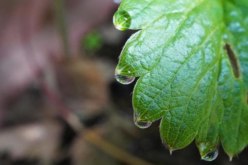 苺苗の葉水（マクロ撮影）13 苺,イチゴ,苺苗の写真素材