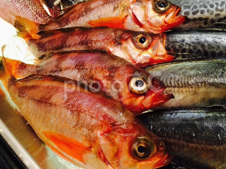 富山県海の幸 富山県,北陸海岸,魚介の写真素材