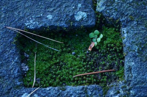 背景に合う石組みと苔 背景に合う石組みと苔の写真